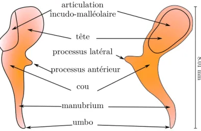 Fig. 1.5 – Le premier osselet : le marteau (dimension géométrique d’après [Kirikae, 1960]).