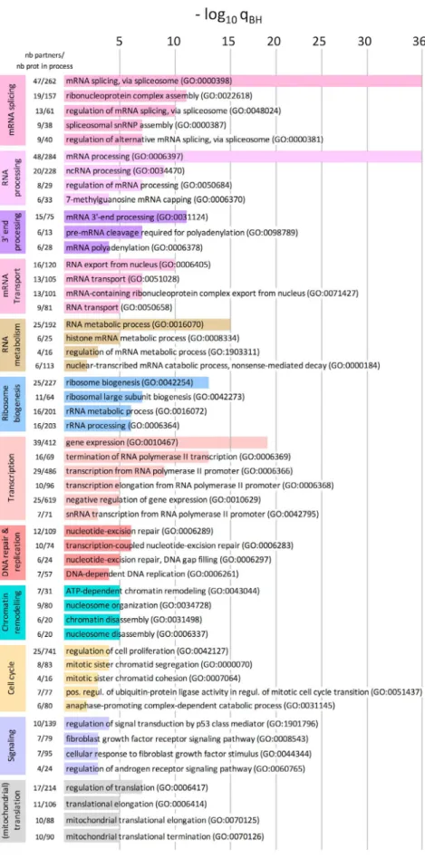 FIGURE 3  Biological pathways  enrichment in the core set of 255 FOXL2  partners identified by MS