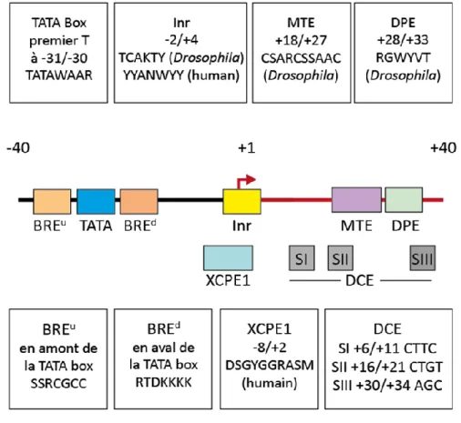Figure  3  :  Représentation  schématique  de  la  composition  d’un  promoteur  pour  transcription  par  l’ARN pol II (adaptée de Juven-Gershon et al., 2010)