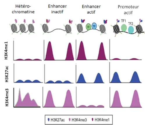 Figure  4  :  Représentation  schématique  de  l’organisation  de  la  chromatine  et  marques  d’histones  associées  dans  l’hétérochromatine,  dans  les  enhancers  actifs  et  inactif  et  dans  les  promoteurs  actifs