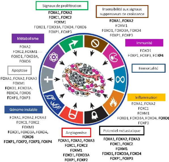 Figure 10 : Associations directes et indirectes de quatorze protéines FOX avec les biomarqueurs du  cancer
