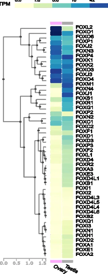 Figure  réalisée  via  https://www.gtexportal.org/home/,  niveaux  d’expressions mesurés  par RNA-seq  et normalisée par la taille du transcrit chez l’humain