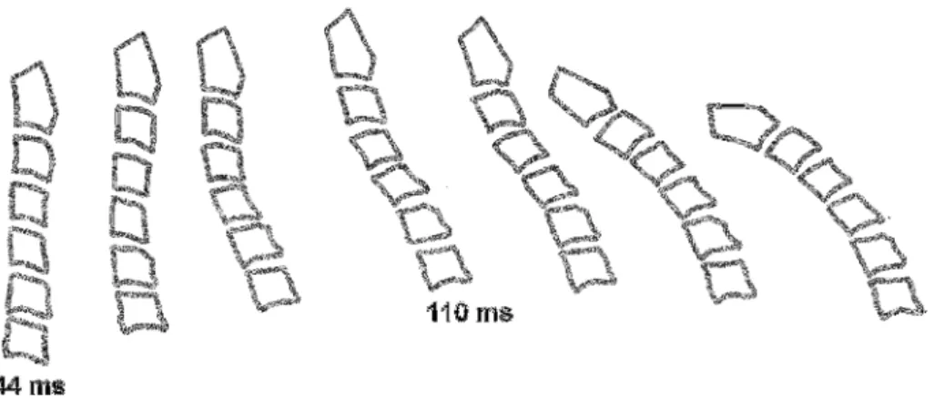 Fig. 15. Schéma représentant la réponse cinématique du rachis cervical à une simulation de choc arrière  (d’après Kaneoka et coll