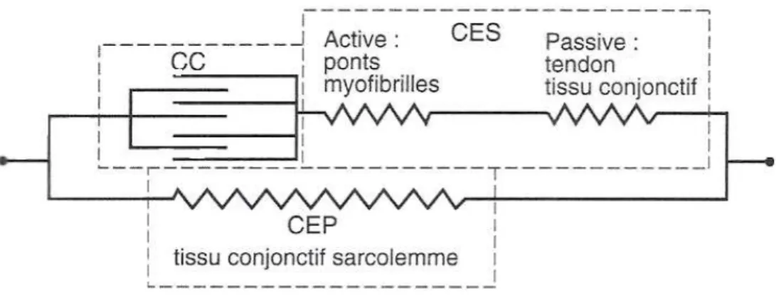 Fig. 20. Modèle du muscle à trois composantes proposé par Shorten en 1987. 