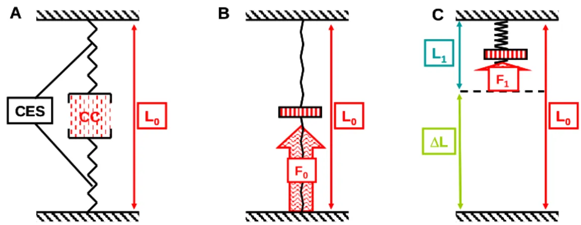 Fig. 24. Schéma représentant l’application de la méthode de détente rapide sur muscle isolé