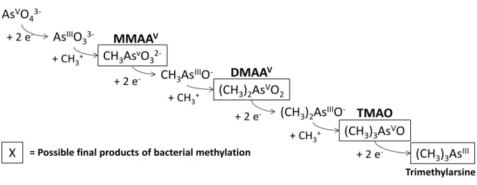 Figure  I-5:  Hypothetical  scheme  of  bacterial  methylation,  where  enzymatic  species  are  not  included  in  the  reactions