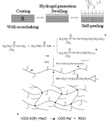 Figure I-19. Schematic of a hydrogel self-peeling coating immersed in seawater [136,137]