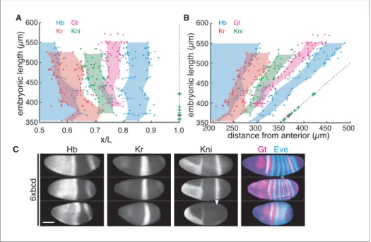 Figure 4. Embryonic patterning breaks down at A4 segment with bcd overexpression. (A–B) Embryonic length of 6xbcd individuals plotted against the scaled (A) or absolute (B) AP position of four gap gene boundaries (Hb, blue;