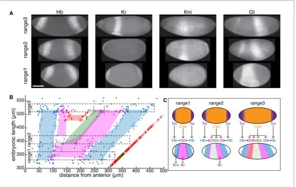 Figure 6. Phenotypic discordance can be traced back to variations in gap gene expression in bcd KO individuals