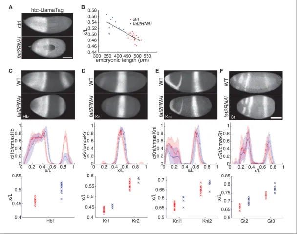 Figure 2. Embryonic patterning is robust to perturbation of embryonic geometry. (A) Max projection of ctrl (top) and fat2RNAi (bottom) embryos expressing maternally loaded eGFP and hb &gt;LlamaTag