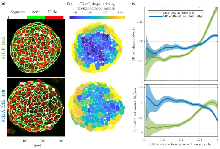 FIG. 4. 3D segmentation reveals cell shapes and sizes. (a) Overlay of the 3D segmentations on the fluorescence pictures