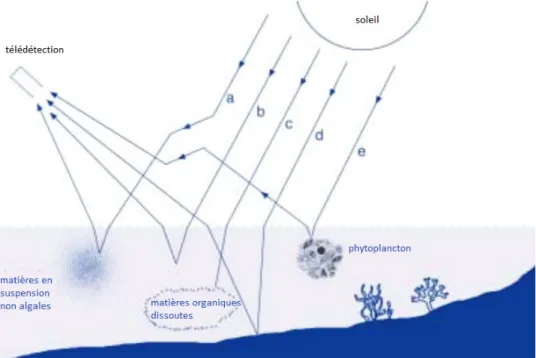 Figure 9 : Différents facteurs influant sur les rayonnements ascendants. (a) diffusion par les  matières en suspension ; (b) diffusion par les molécules d’eau ; (c) absorption par les matières 