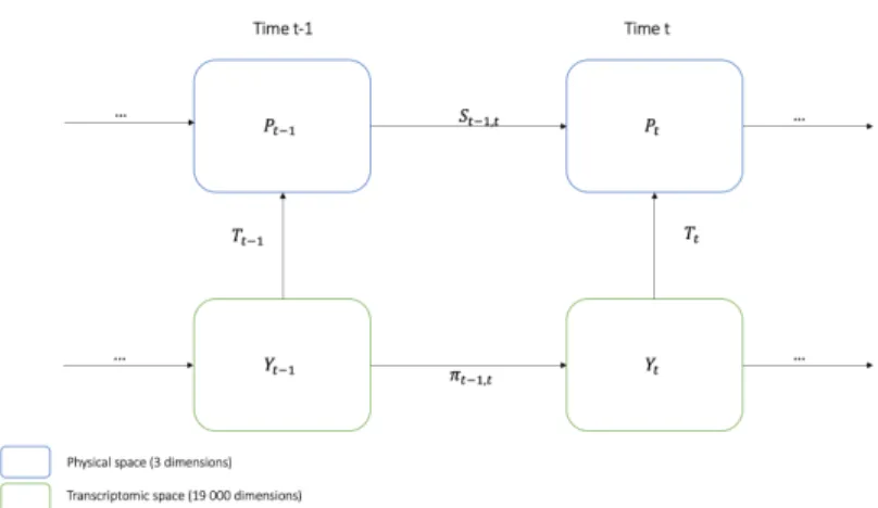 Figure 1: Schematic modeling of the different spaces of our problem, Y t−1 and Y t correspond to transcriptomic matrices at time t − 1 and t respectively, while P t−1 and P t correspond to positions in the physical space