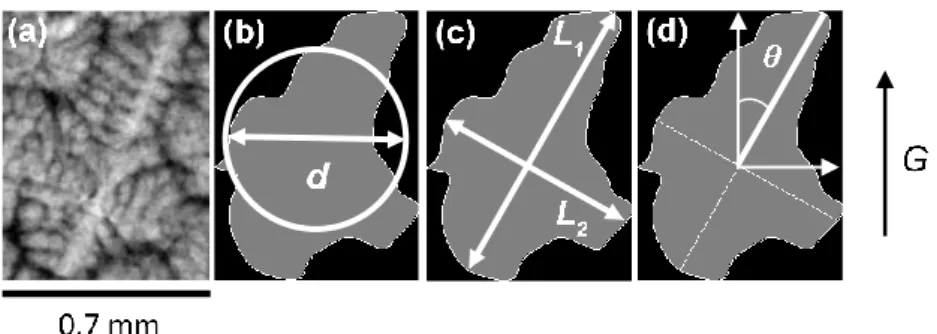 Fig.  2:  (a) Radiograph of an isolated grain; (b) the diameter  d of the  equivalent  disk  of the  manually contoured grain; (c) the main axis of length L 1  and second axis of length L 2  of the  grain; (d) the tilt angle θ of the grain main axis with r