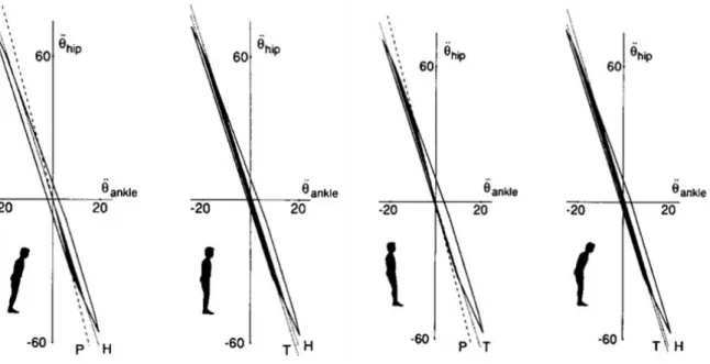 Figure 1.5 : Représentation des relations entre les accélérations de la hanche et de la cheville  (Kuo and Zajac, 1993)