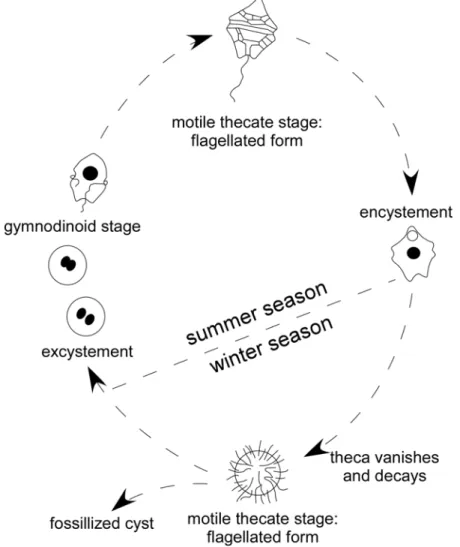Figure 2.6: Schematic diagramm representing the life cycle history of dinoflagellates