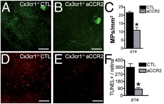Figure 7. Blocking CCR2/CCL2 axis protects Cx3cr1 / mice from MP accumulation and photoreceptor degeneration.