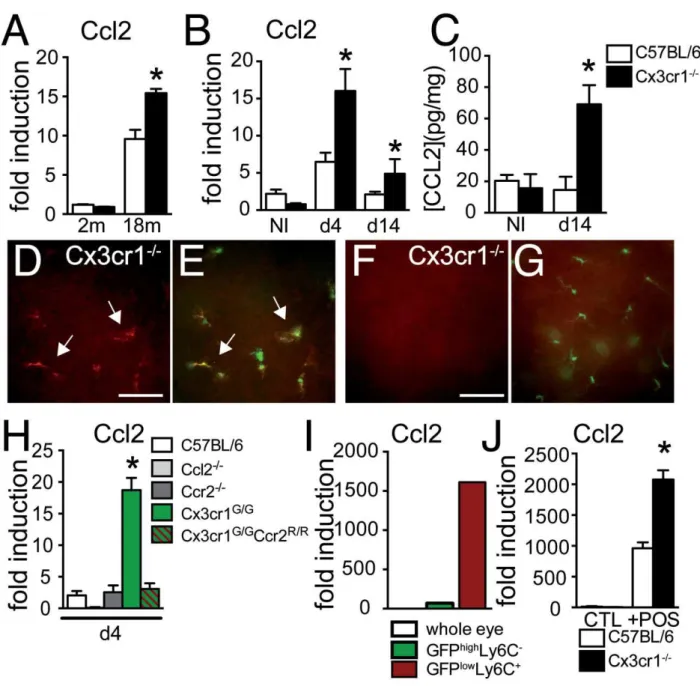 Figure 2. CCL2 expression in age and light‐challenged Cx3cr1 / mice.