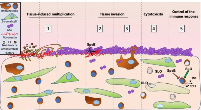 Figure  5.  Figure  5.  Schematic  representation  of  the  initial  steps  of  decidua  invasive  infection by GAS