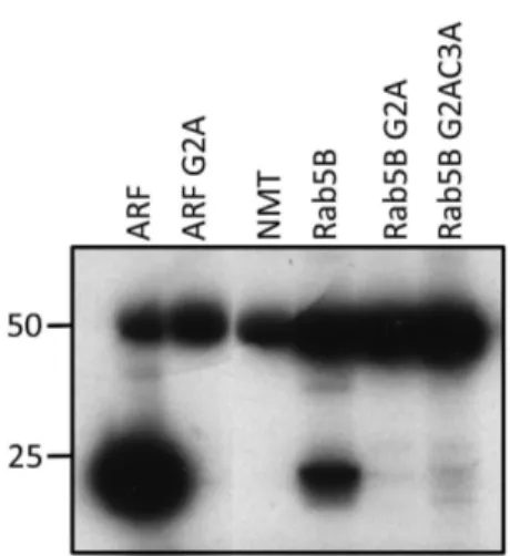 Figure 1. Recombinant PfRab5B is N-myristoylated by PfNMT in vitro . PfRab5B and the G2A and G2AC3A variants were incubated with [ 3 H]-myristoyl CoA in the presence of N-myristoyl transferase