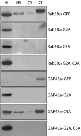 Figure 3. Subcellular fractionation of PfRab5B and GAP45 GFP chimeras. When fused to GFP, the first 28 amino acids of PfRab5B confer a partial membrane association to the fusion protein