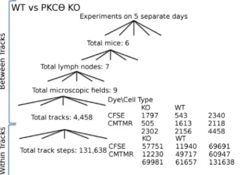 Fig 1. Experimental design and resulting data structure for WT vs PKC θ -/- experiments