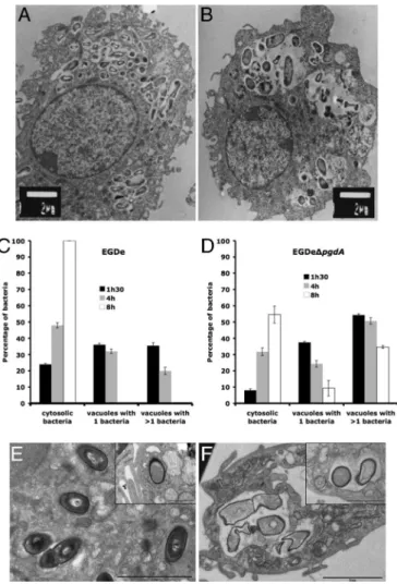 Fig. 3. Impaired survival of the pgdA mutant in macrophages. (A–D) RAW264.7 cells after 8 h of infection with the parental strain EGDe (A) and the pgdA mutant (B)