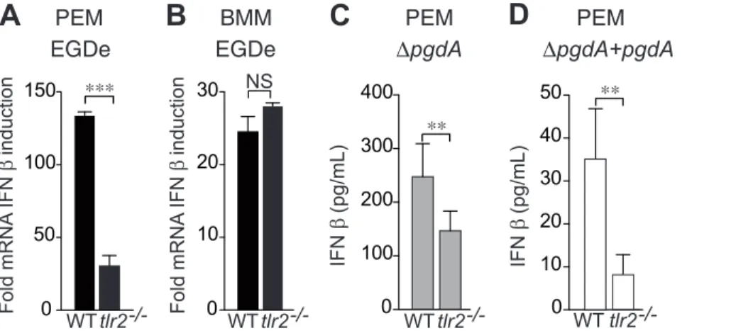 Figure 2. TLR2 is required for PgdA-mediated IFN-b response to Listeria in peritoneal but not bone-marrow macrophages