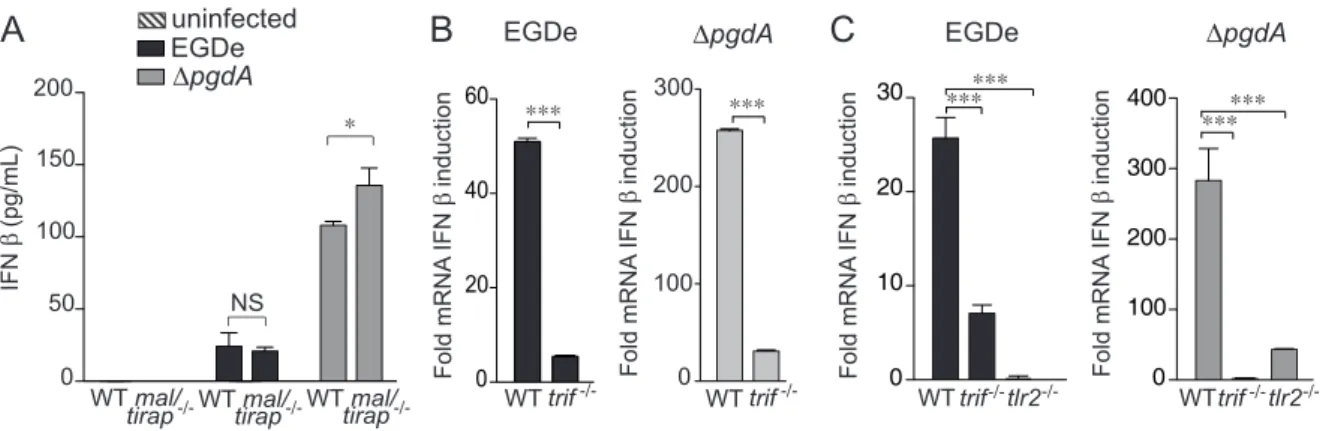 Figure 4. TLR3, but not TLR4, contributes to IFN-b response to Listeria in peritoneal macrophages