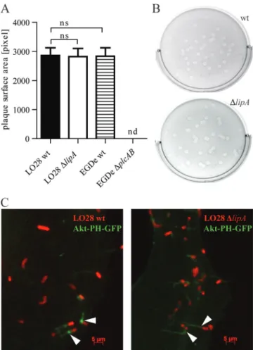 FIG. 4. Effect of L. monocytogenes LipA on movement and cell-to- cell-to-cell spread. (A) Detection of L