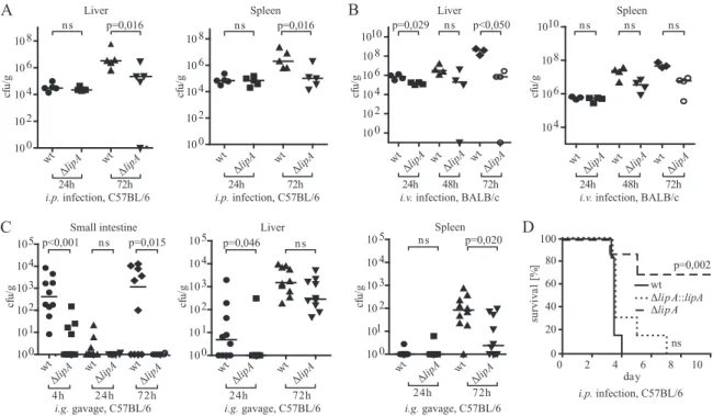 FIG. 7. Effect of L. monocytogenes LipA on serum cytokine levels. Levels of IFN- ␥ , TNF- ␣ , and IL-6 in sera of C57BL/6 wt mice after intraperitoneal infection with L