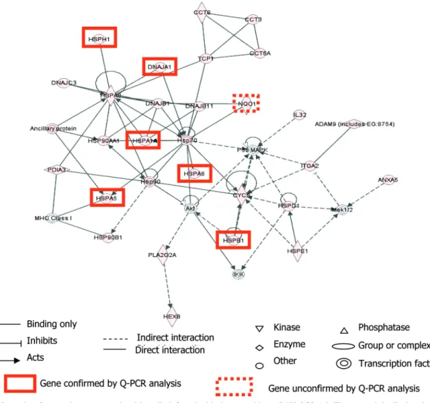 Figure 2. Networks of genes that were regulated in cells infected with the recombinant P450 2C9 Ad