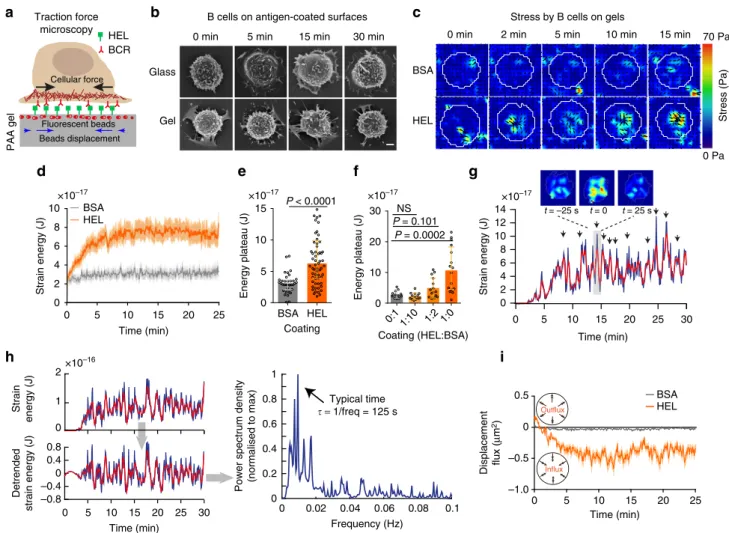 Fig. 1 B cells show antigen-speci ﬁ c pulsatile traction forces on PAA gels. a Cartoon of traction force microscopy showing B-cell plated on antigen-coated polyacrylamide (PAA) gel containing ﬁ ducial markers