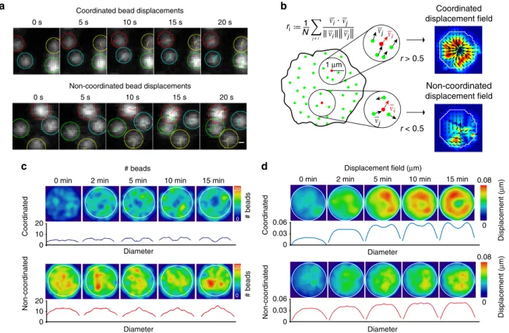 Fig. 2 Forces at the synapse exhibit two components. a Time-lapse images of individual beads showing displacement tracks in coordinated and non- non-coordinated type of movements, scale bar is 0.3 µ m