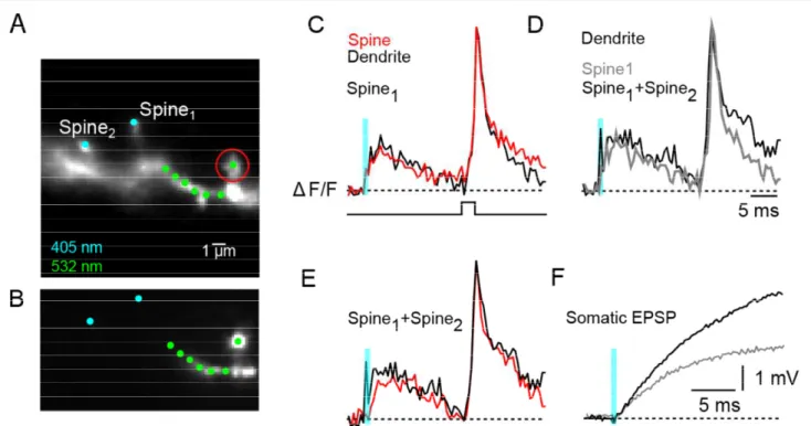 Figure 5. Simultaneous voltage imaging and scanless glutamate uncaging from individual spines using  two independently controlled and synchronized CGH patterns of illumination