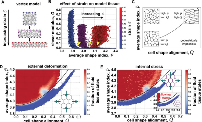 Figure 3. The solid-to-fluid transition in a vertex model of anisotropic tissues. (A)  We study  the effect of anisotropies on the solid-fluid transition in the vertex model by externally applying  an anisotropic strain ε