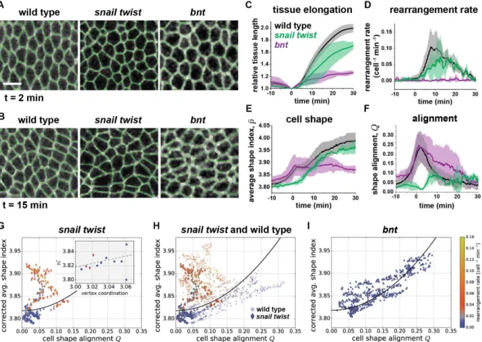Figure 5. Cell shape, cell shape alignment, and cell rearrangement rates in the germband of  snail twist and bnt mutant embryos