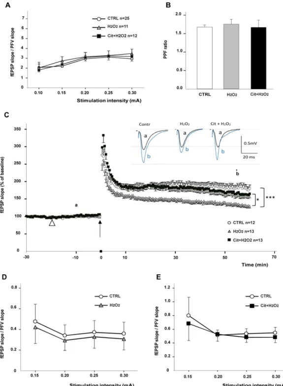 Figure 2.  Protective effect of Cit on hippocampal LTP in ex-vivo slice preparation of young adult mice