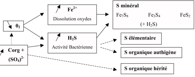 Figure  16 :  Diagramme  schématique  de  formation  des  différents  types  de  composés  soufrés  dans  les  sédiments