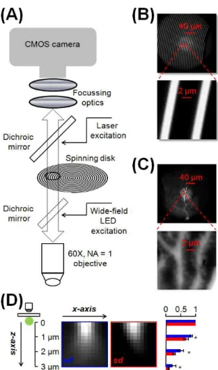 Figure 1 Description of the confocal system. (A) Schematic showing a fast (20,000 rpm)  spiral pattern spinning disk, coupled to a 465 nm multimode laser and fast CMOS camera