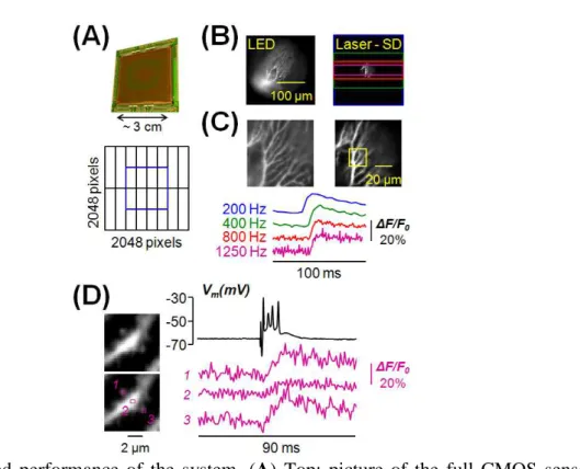 Figure  2 Speed  performance  of  the  system.  (A)  Top:  picture  of  the  full  CMOS  sensor  composed of 2048 x 2048 pixels of 15 µm X 15 µm (~3 cm length)