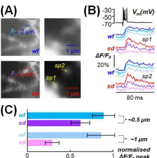 Figure  4 Ability  of  the  system  to  resolve  Ca 2+   transients  from  synaptic  spines