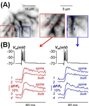 Figure  6 Example  1:  analysis  of  Ca 2+   transients  associated  with  a  CF-EPSP