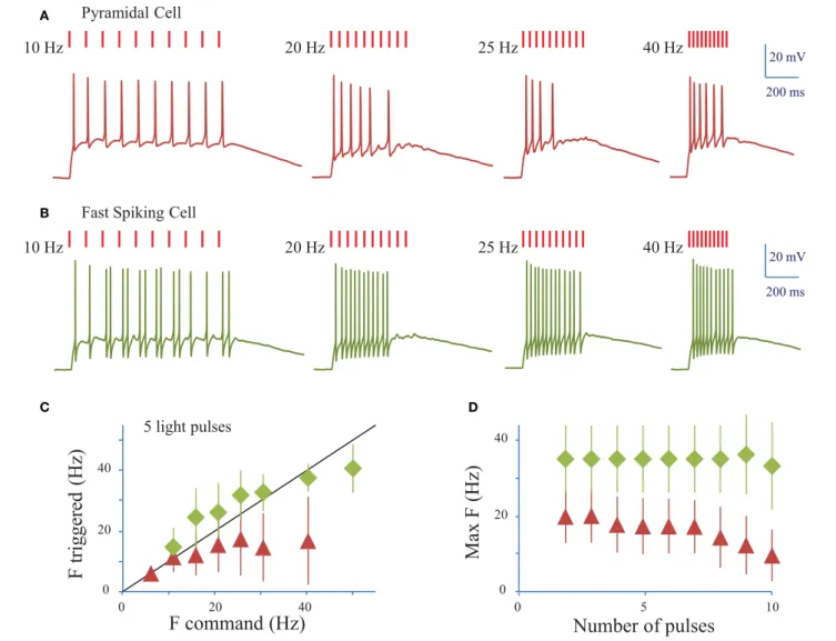 FIGURE 5 | Conditions to evoke a train of action potentials in neurons of mouse visual cortex Layer 2/3 with a fiber amplified Laser System at 1030 nm
