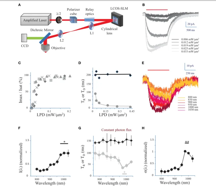 FIGURE 1 | Characterization of currents evoked by 2P holographic stimulation and two-photon excitation spectrum