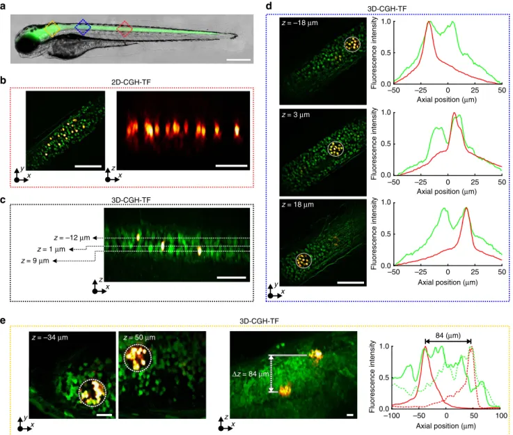 Figure 5 | 3D simultaneous 2P photoconversion of Kaede in vivo. (a) Merged brightﬁeld and wideﬁeld ﬂuorescence images of a double transgenic Tg(HuC:gal4; UAS:kaede) zebraﬁsh larvae