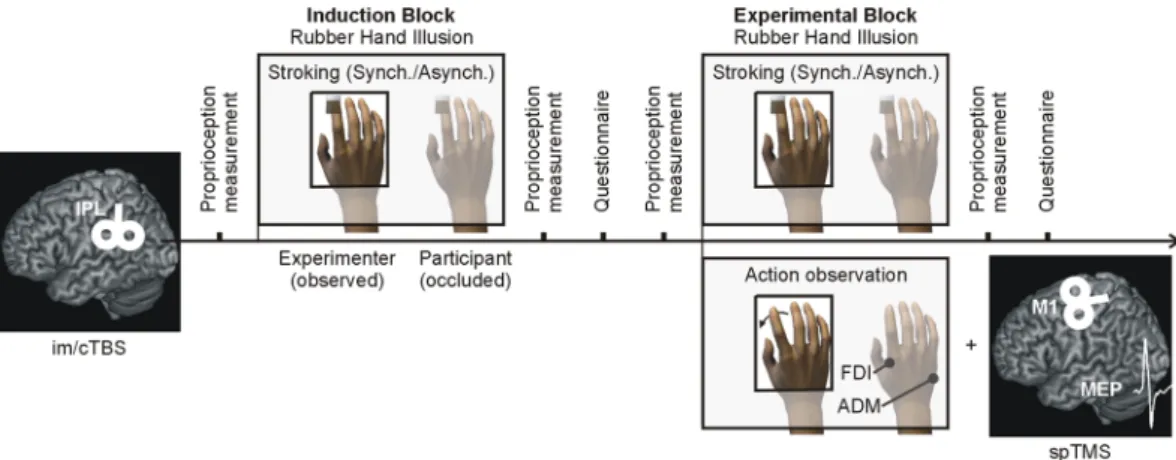 Figure 1.  Illustration of the Experiment. Targeting the left inferior parietal lobe (IPL), each of the two days  started with the application of either continuous theta-burst stimulation (cTBS) or intermediate (im)TBS (order  counterbalanced across partic