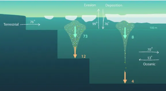 Fig.  2:  Mass  balance  of  Hg  in  the  Arctic  Ocean  with  fluxes  (Mg  y -1 )  components  estimated in this study:  export fluxes at 100 m (labelled as  green arrows) and the net burial  fluxes (labelled as orange arrows) combined with fluxes describ
