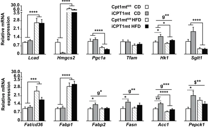 Figure 7.  iCPT1mt mice on CD show an upregulation of fatty acid synthesis, glycolysis and gluconeogenic  genes in jejunal enterocytes compared to Cpt1mt fl/fl  mice