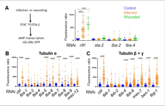 Figure 5. Specific tubulin isoforms are required for the activation of the immune response upon wounding and fungal infection